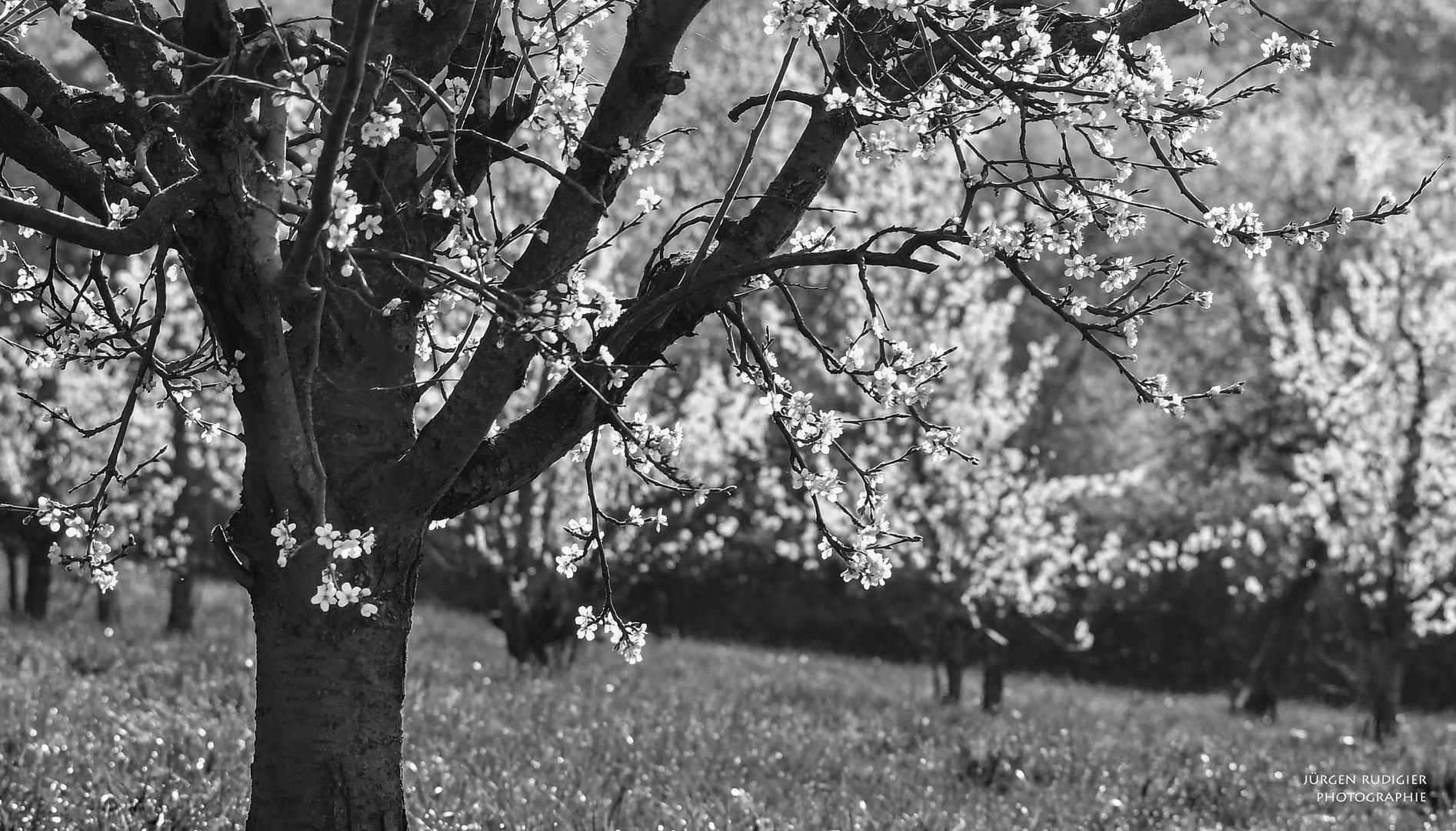 Apfelblüte in Schwarz-Weiß