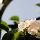 Apfelblüte in St. Veit im Pongau