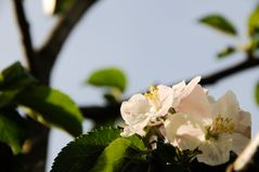 Apfelblüte in St. Veit im Pongau