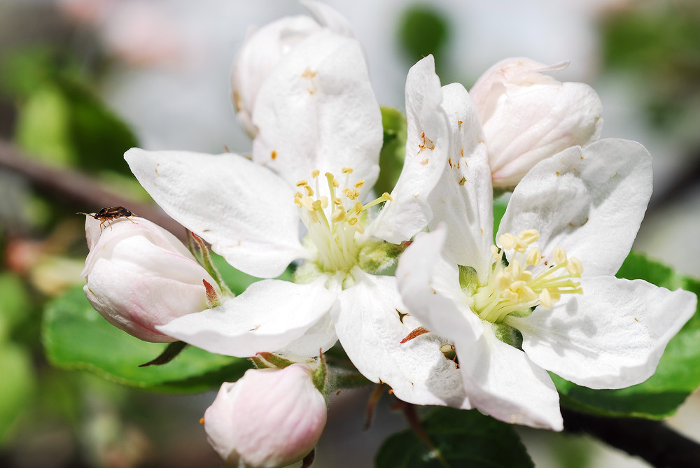 Apfelblüte in Steinhaus-Ahrntal 2012