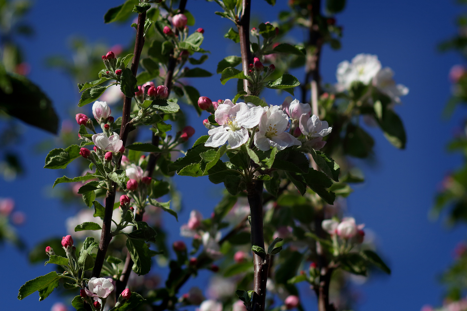 Apfelblüte in Südniedersachsen