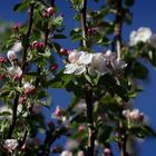 Apfelblüte in Südniedersachsen