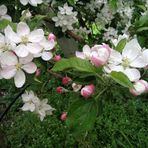 Apfelblüte in Südtirol