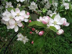 Apfelblüte in Südtirol