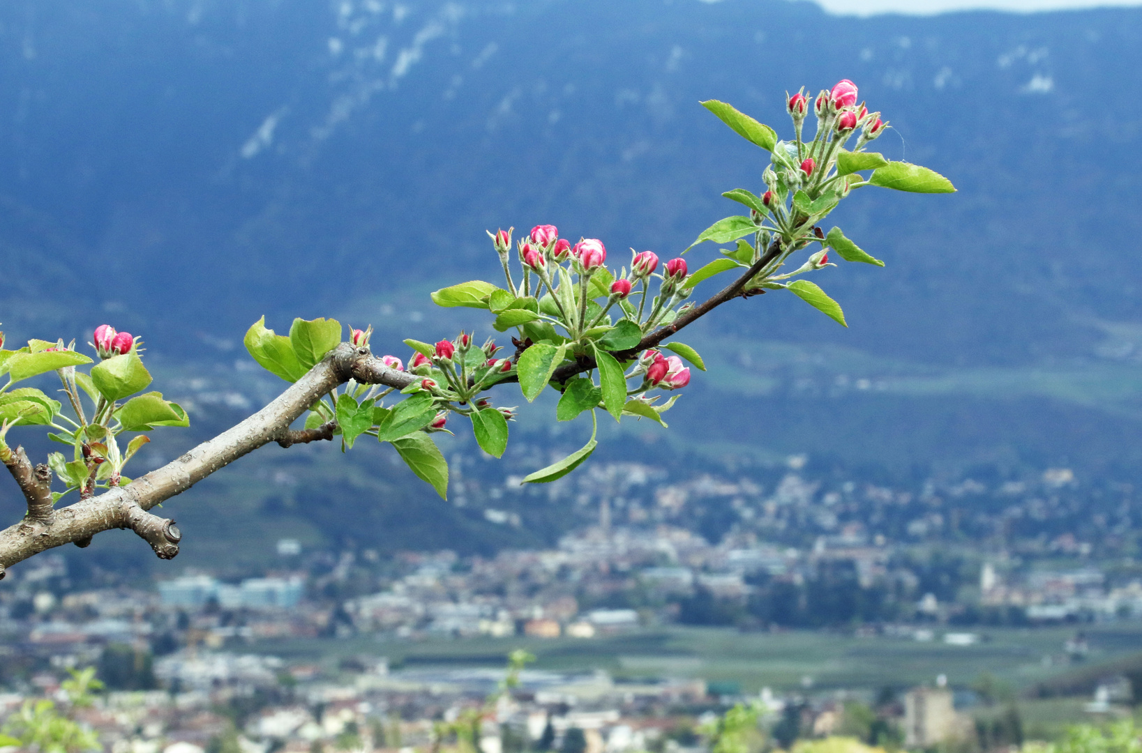 Apfelblüte in Südtirol