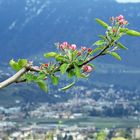 Apfelblüte in Südtirol