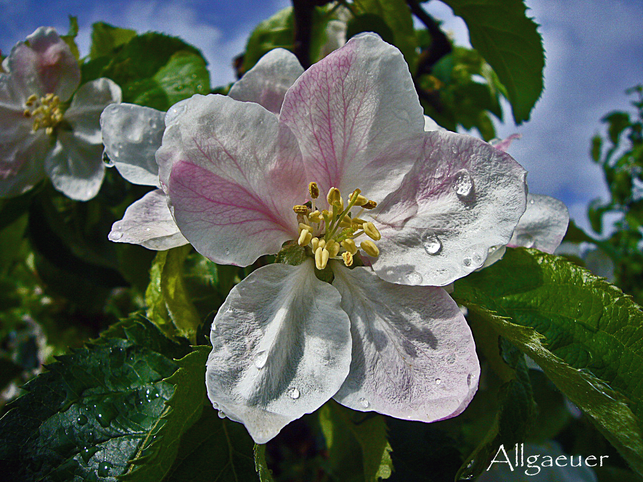 Apfelblüte in Südtirol