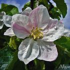 Apfelblüte in Südtirol