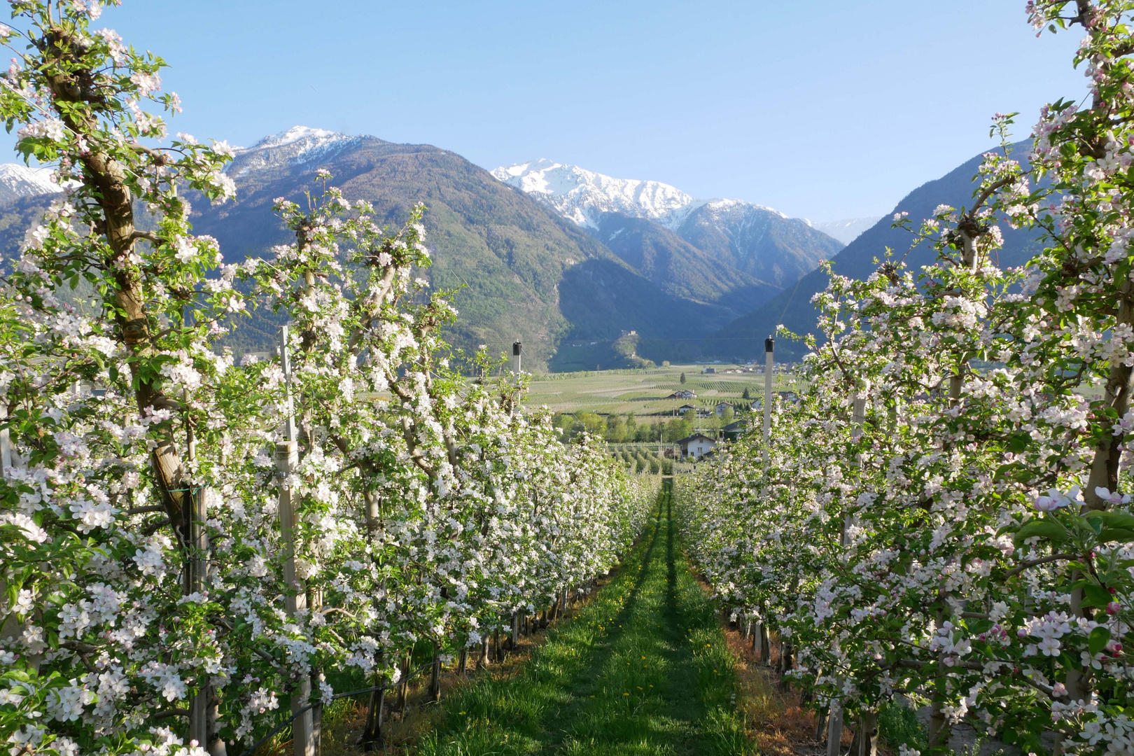 Apfelblüte in Südtirol