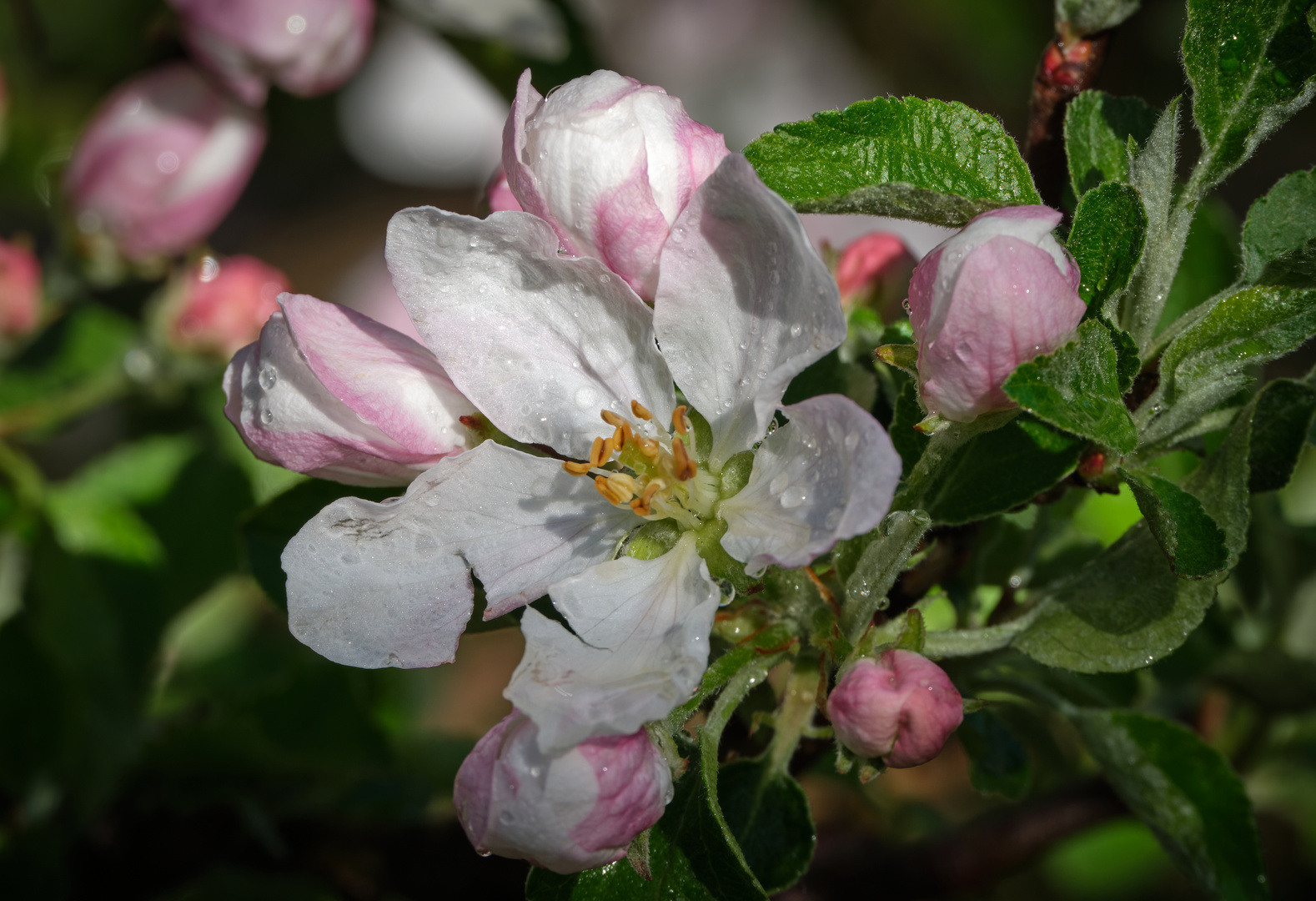 Apfelblüte in Südtirol