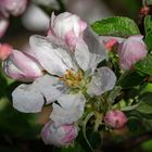 Apfelblüte in Südtirol