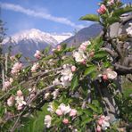 Apfelblüte in Südtirol