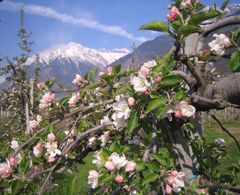 Apfelblüte in Südtirol