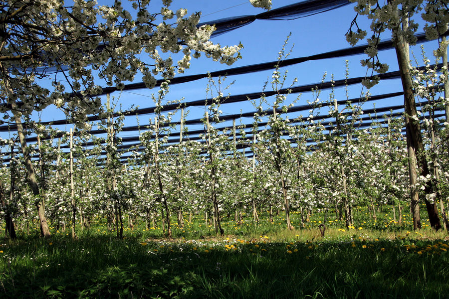 Apfelblüte in Tettnang