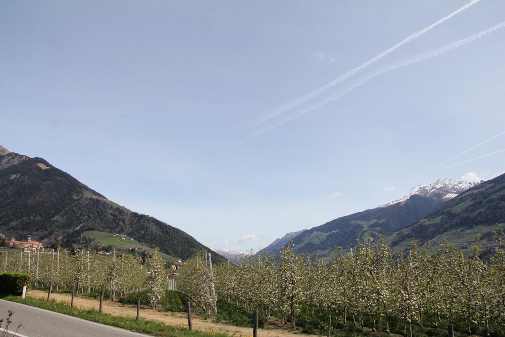 Apfelblüte in Tirol