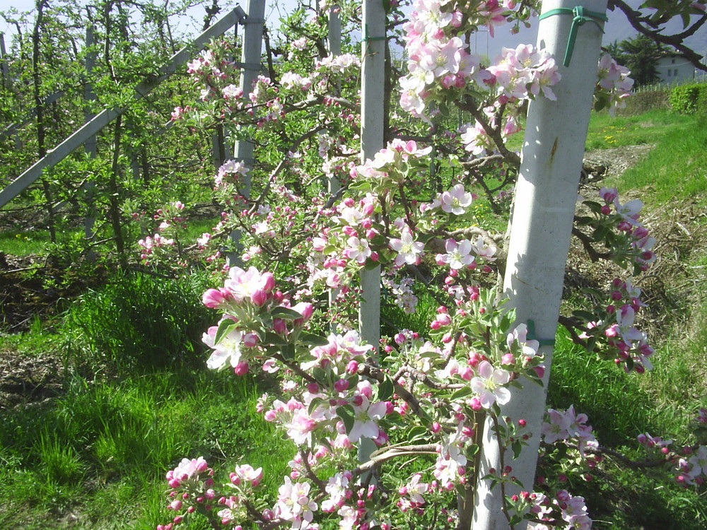 Apfelblüte in Tramin
