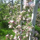 Apfelblüte in Tramin