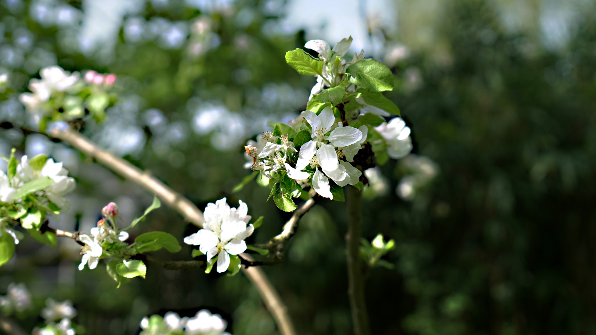 Apfelblüte in unserem Garten