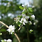 Apfelblüte in unserem Garten