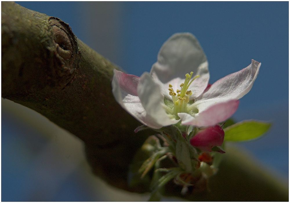 Apfelblüte in unserem Garten