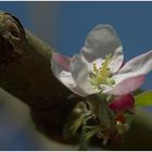 Apfelblüte in unserem Garten