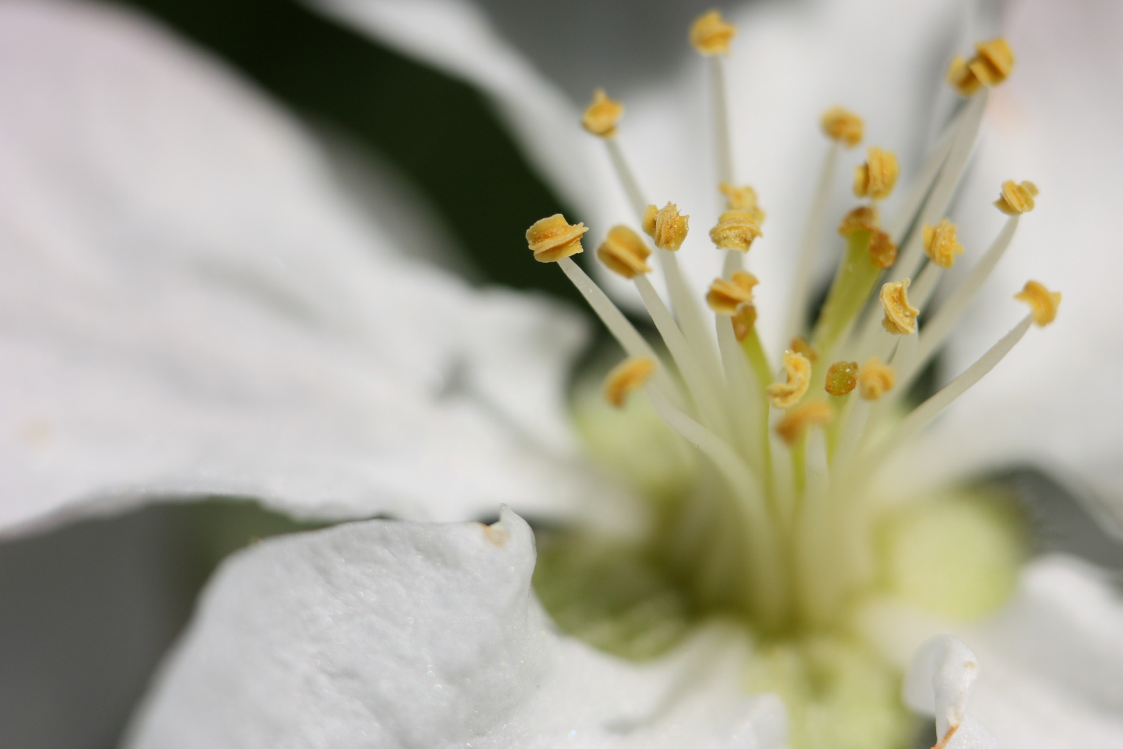 Apfelblüte in Vollendung