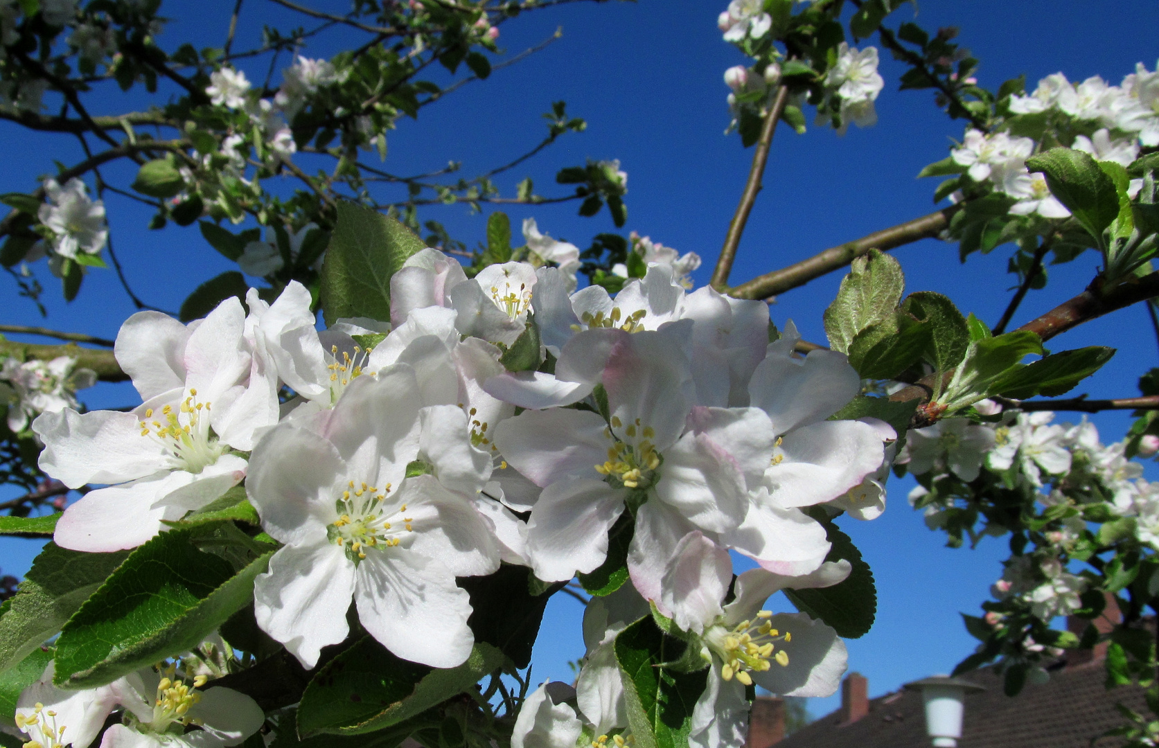   Apfelblüte in Wischhafen ...