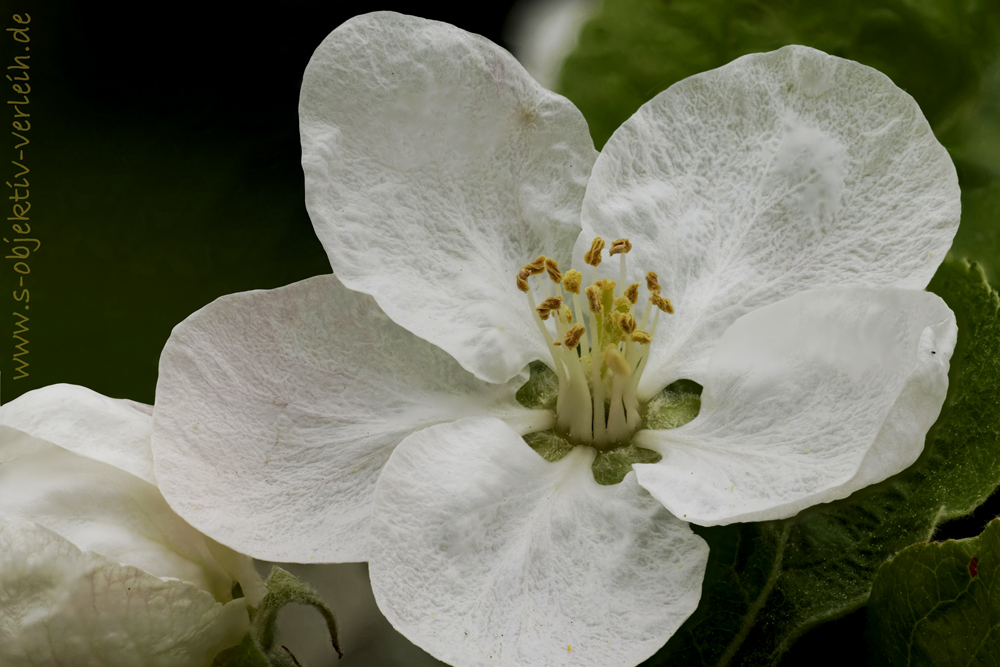 Apfelblüte - macro