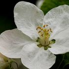 Apfelblüte - macro