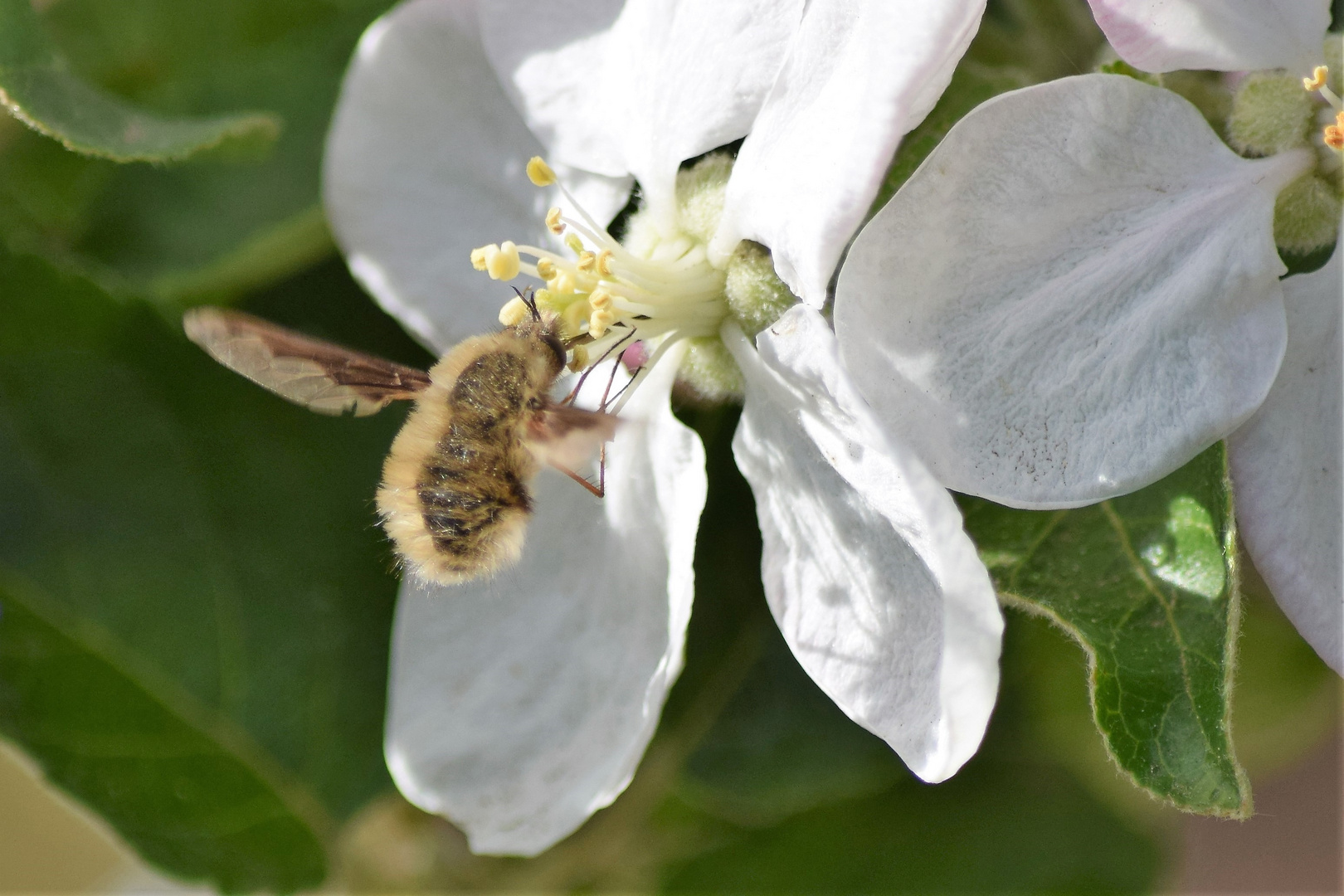 Apfelblüte mit........