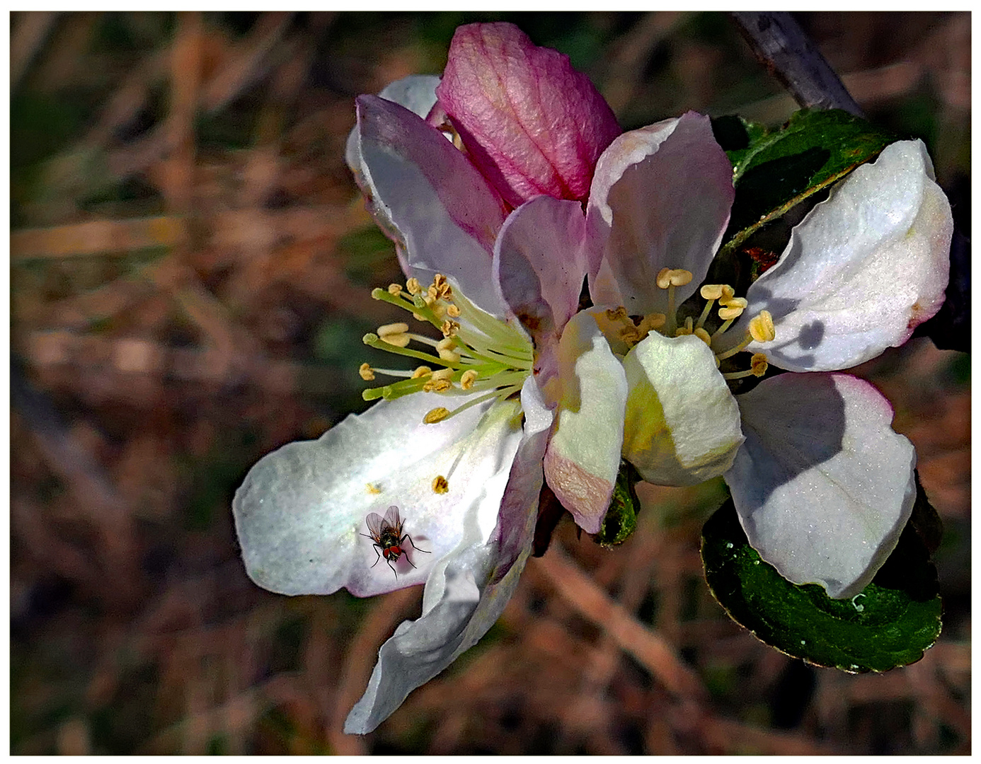 Apfelblüte mit Besuch