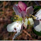 Apfelblüte mit Besuch