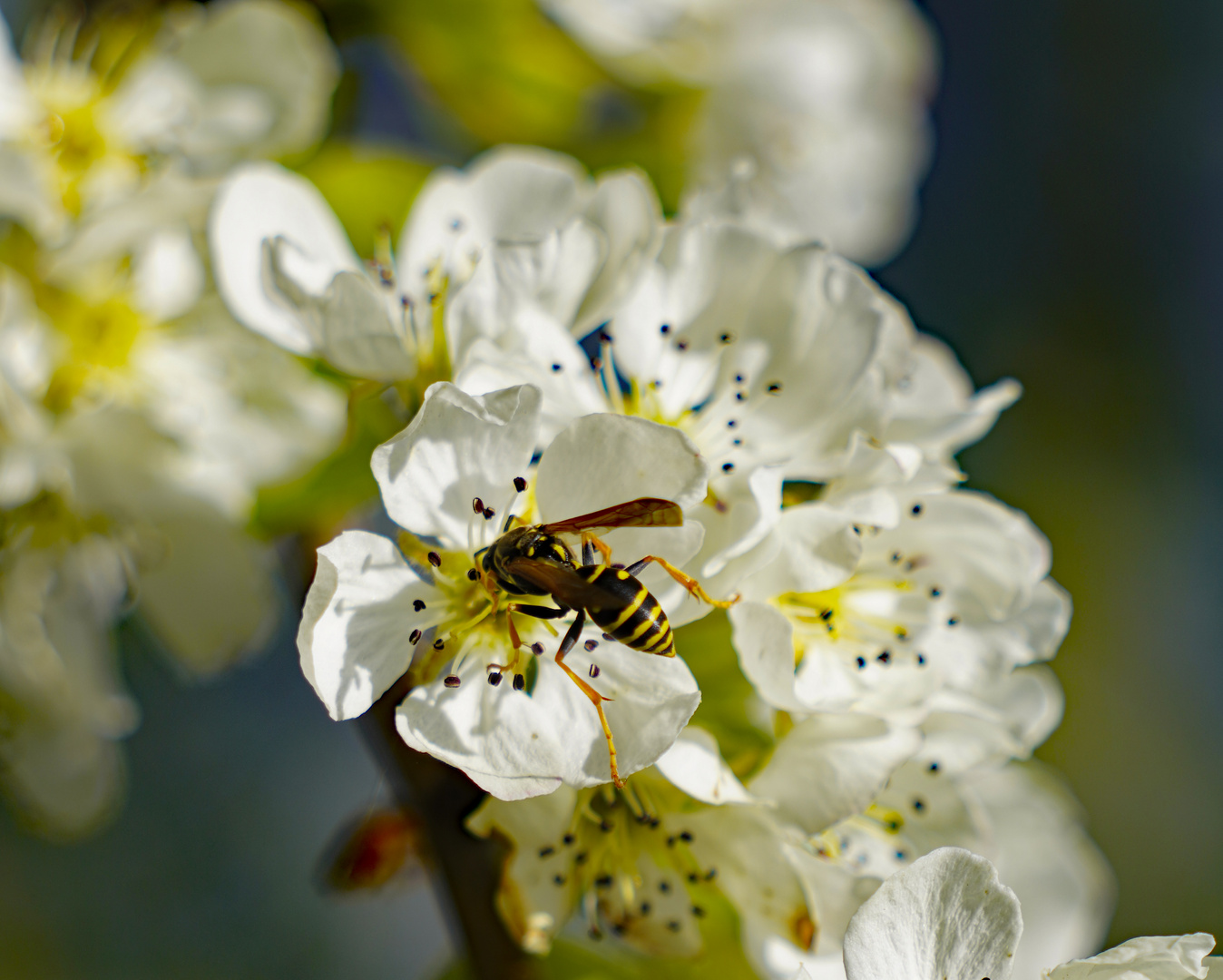 Apfelblüte mit Besuch (bitte zoomen) 