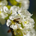 Apfelblüte mit Besuch (bitte zoomen) 