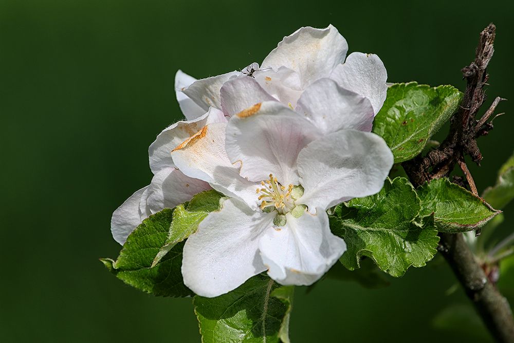 Apfelblüte mit Besucher 