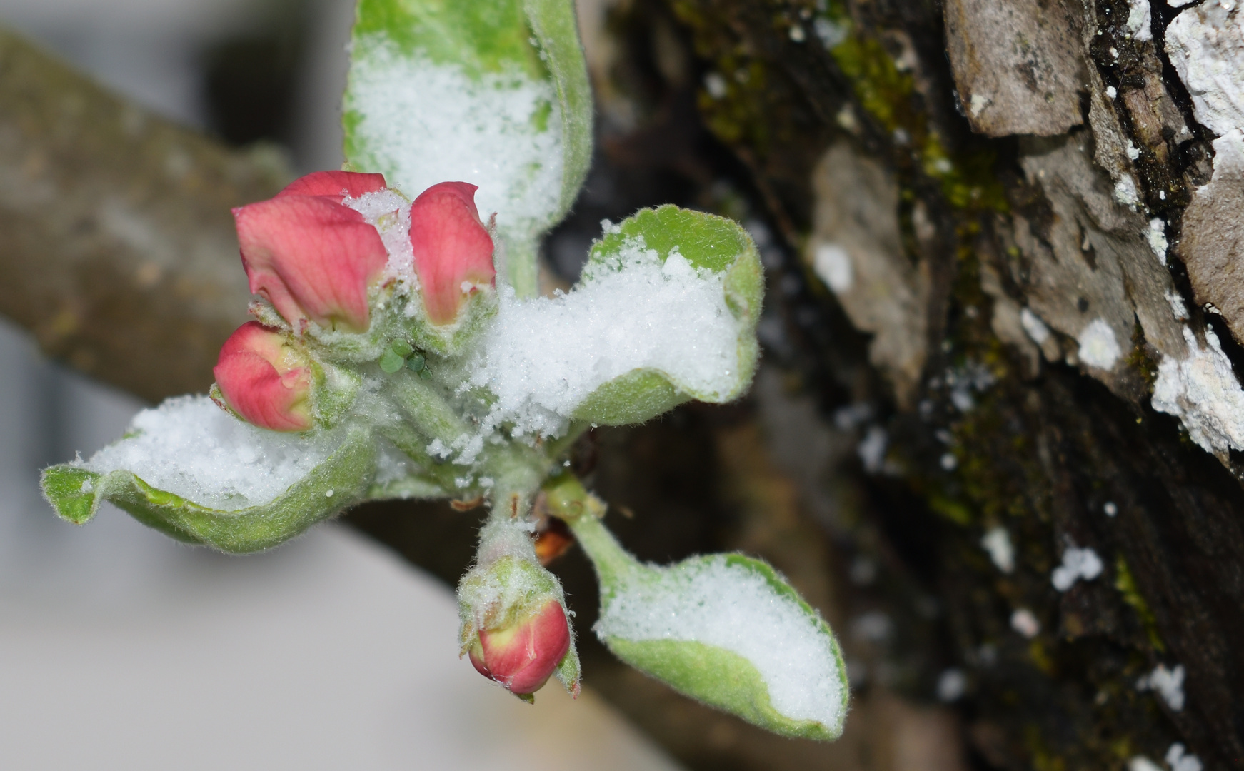 Apfelblüte mit Bewohnern