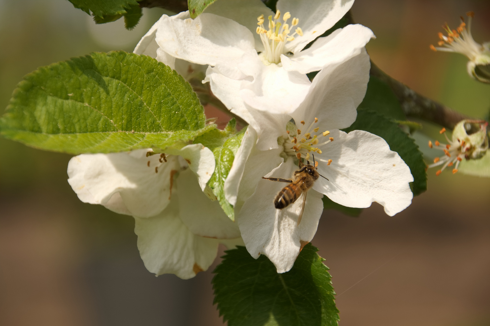 Apfelblüte mit Biene