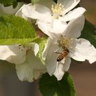 Apfelblüte mit Biene