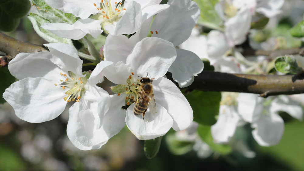 Apfelblüte mit Biene