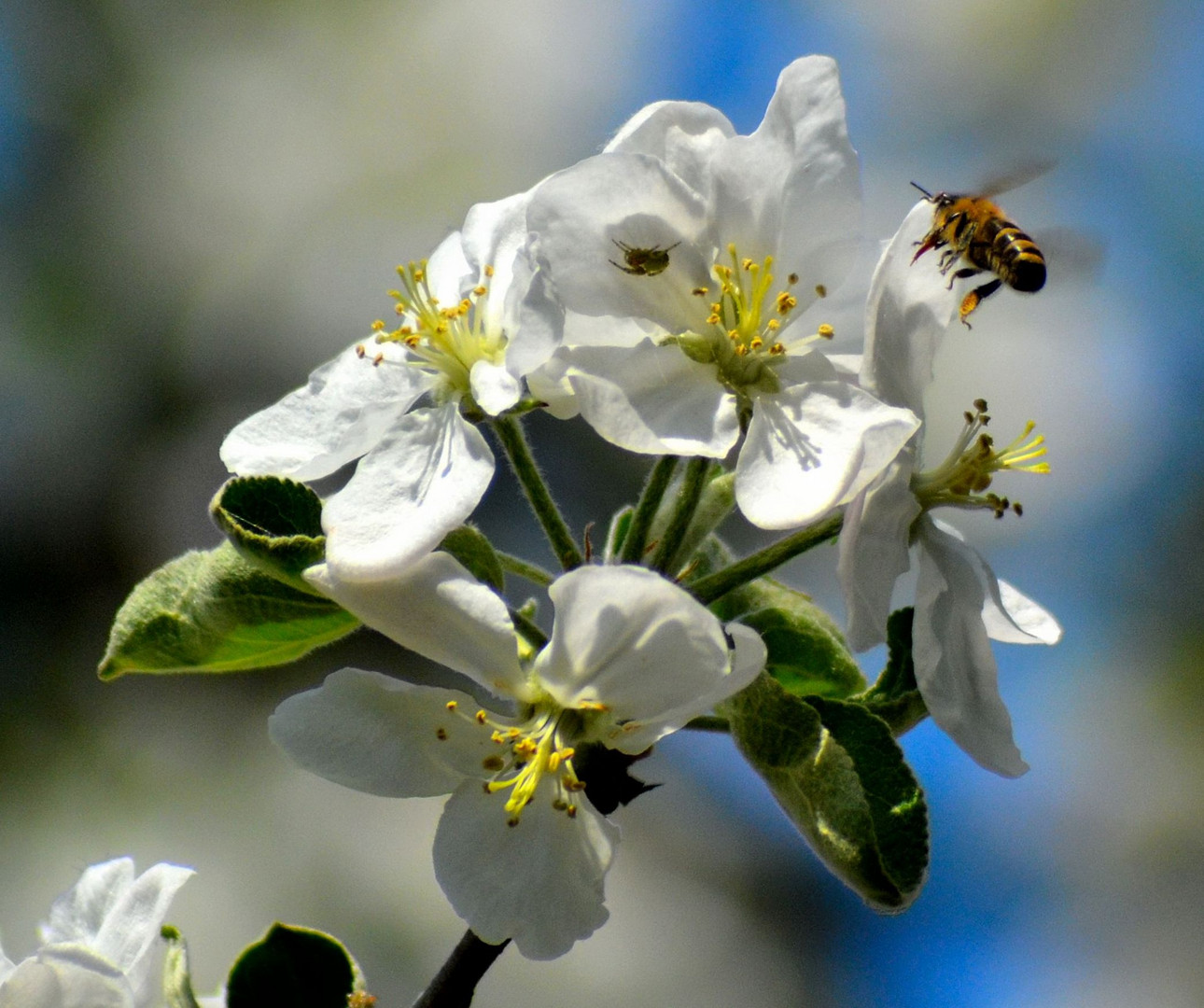 Apfelblüte mit Biene.