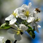 Apfelblüte mit Biene.