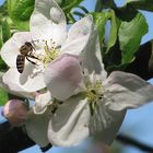 Apfelblüte mit Biene