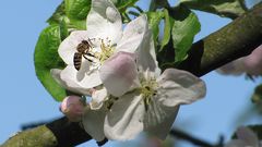 Apfelblüte mit Biene