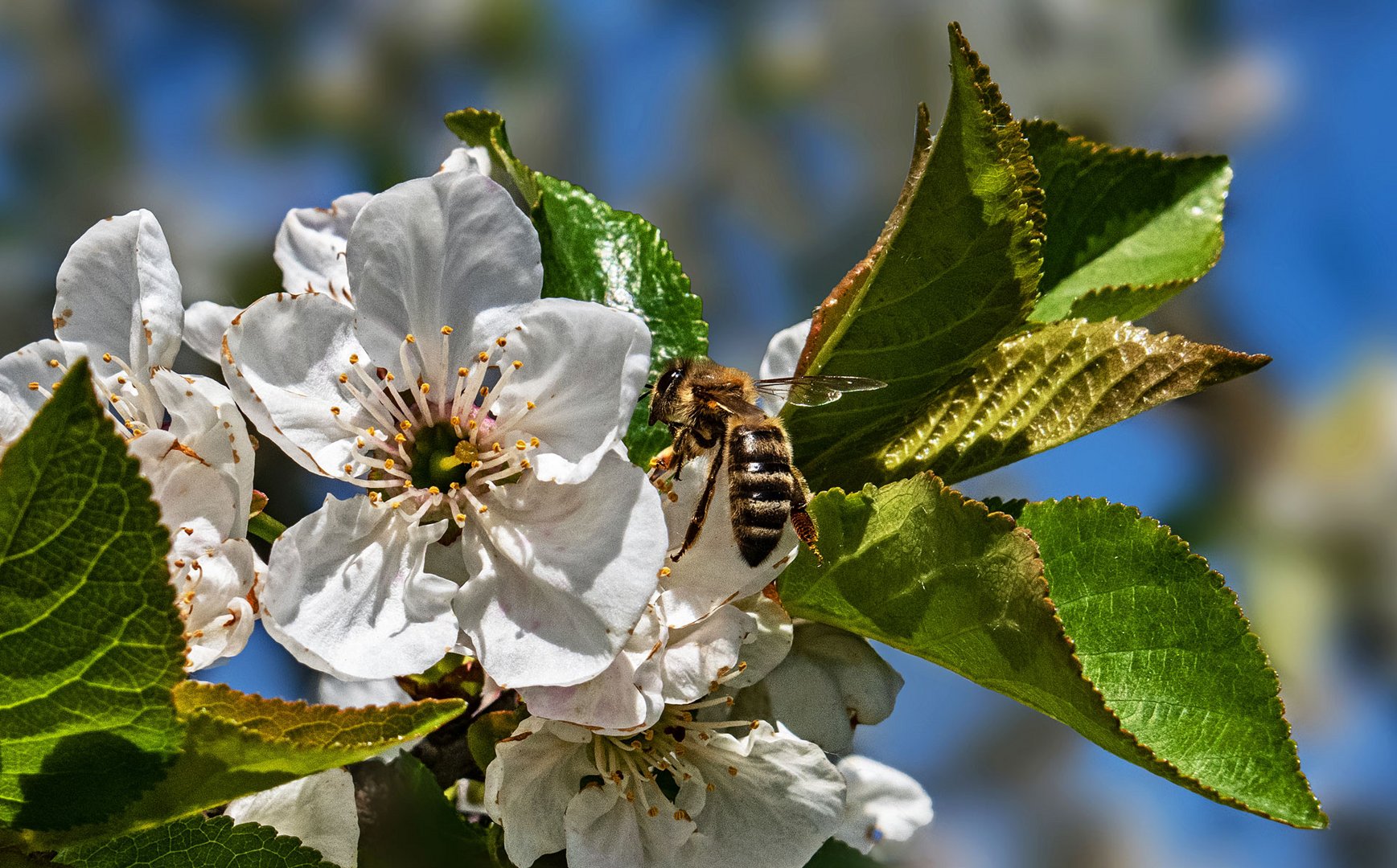 Apfelblüte mit Biene als Besucher