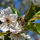 Apfelblüte mit Biene als Besucher