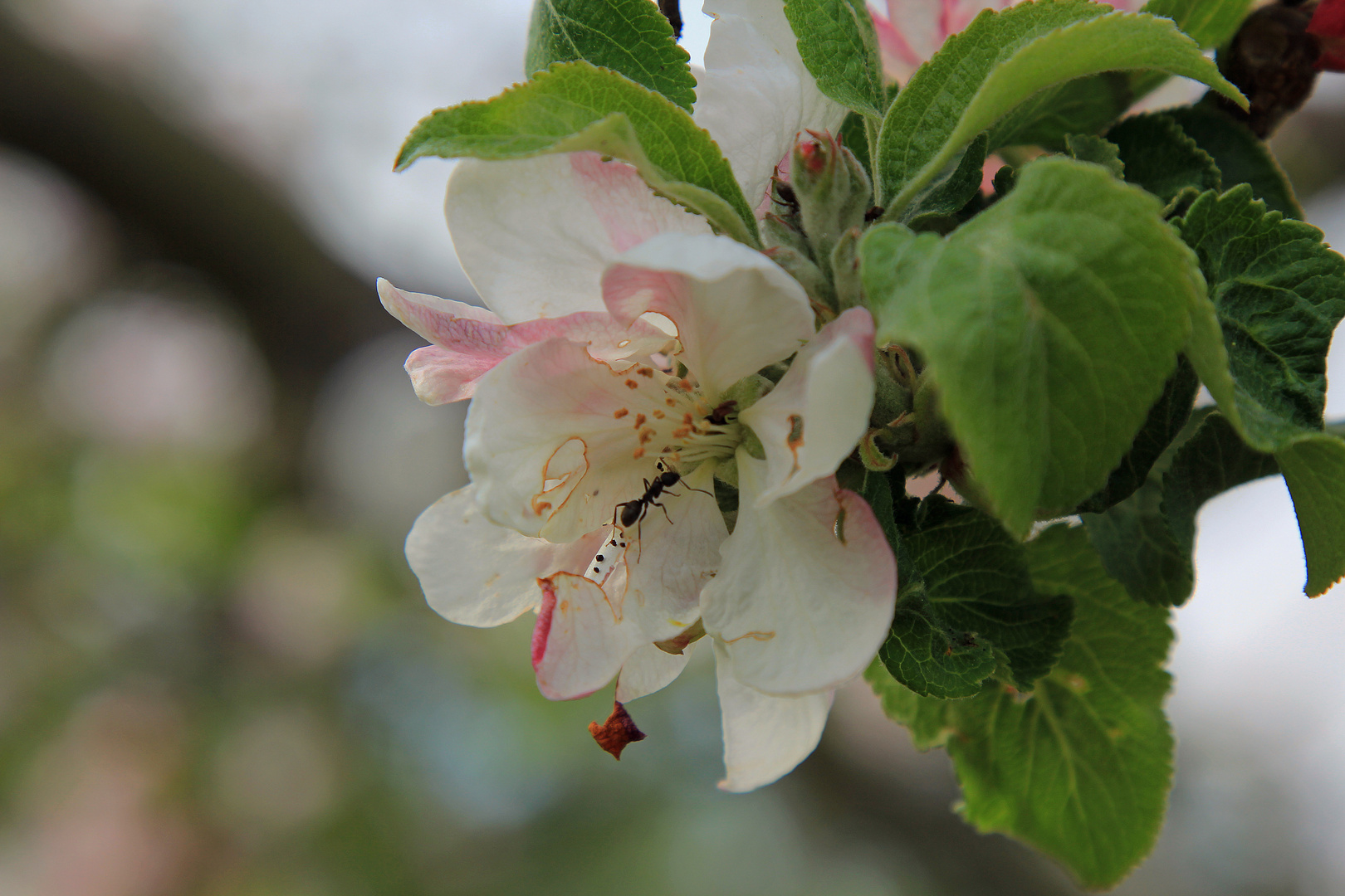 Apfelblüte mit Ersatzbiene