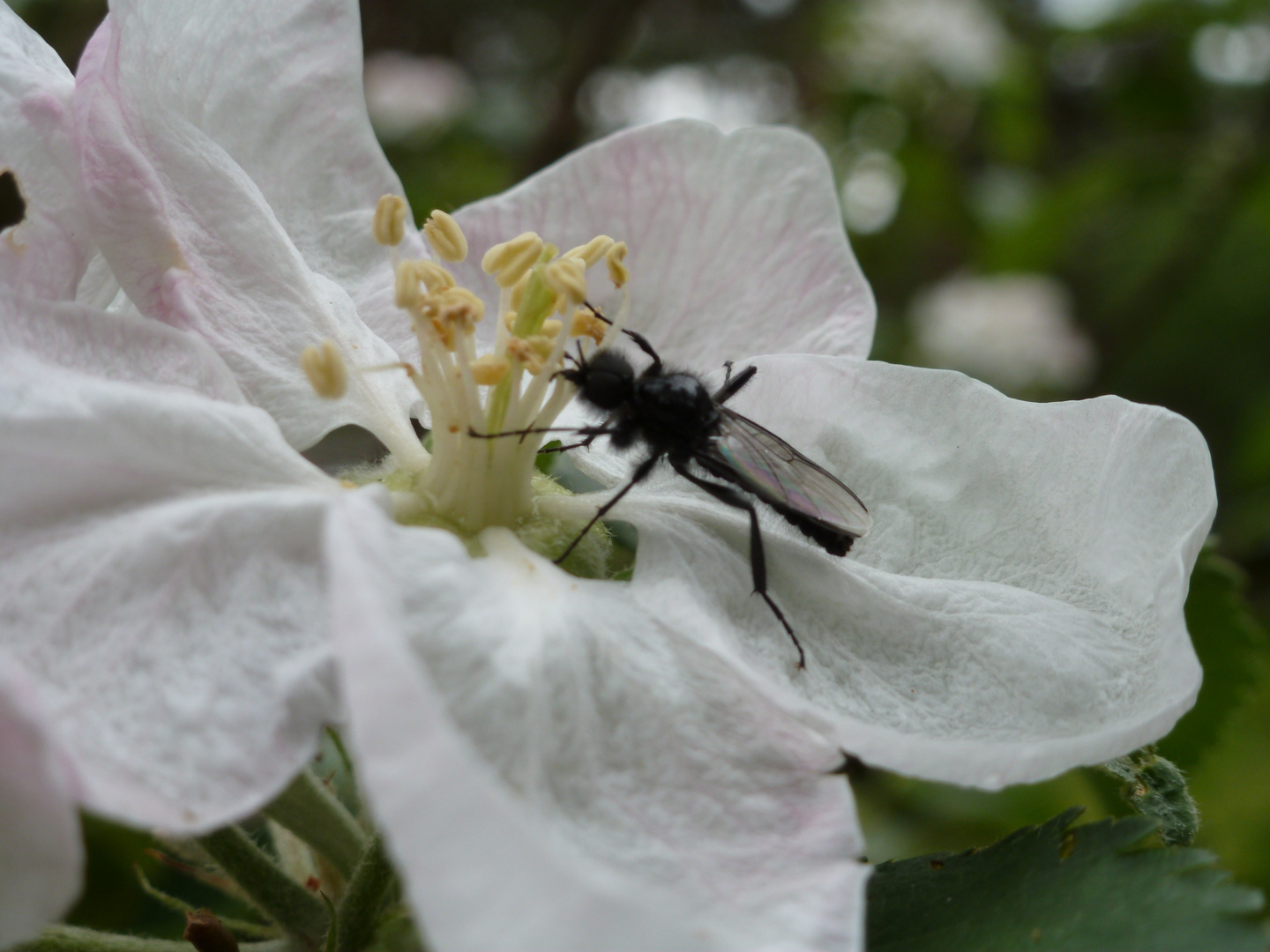 Apfelblüte mit Fliege