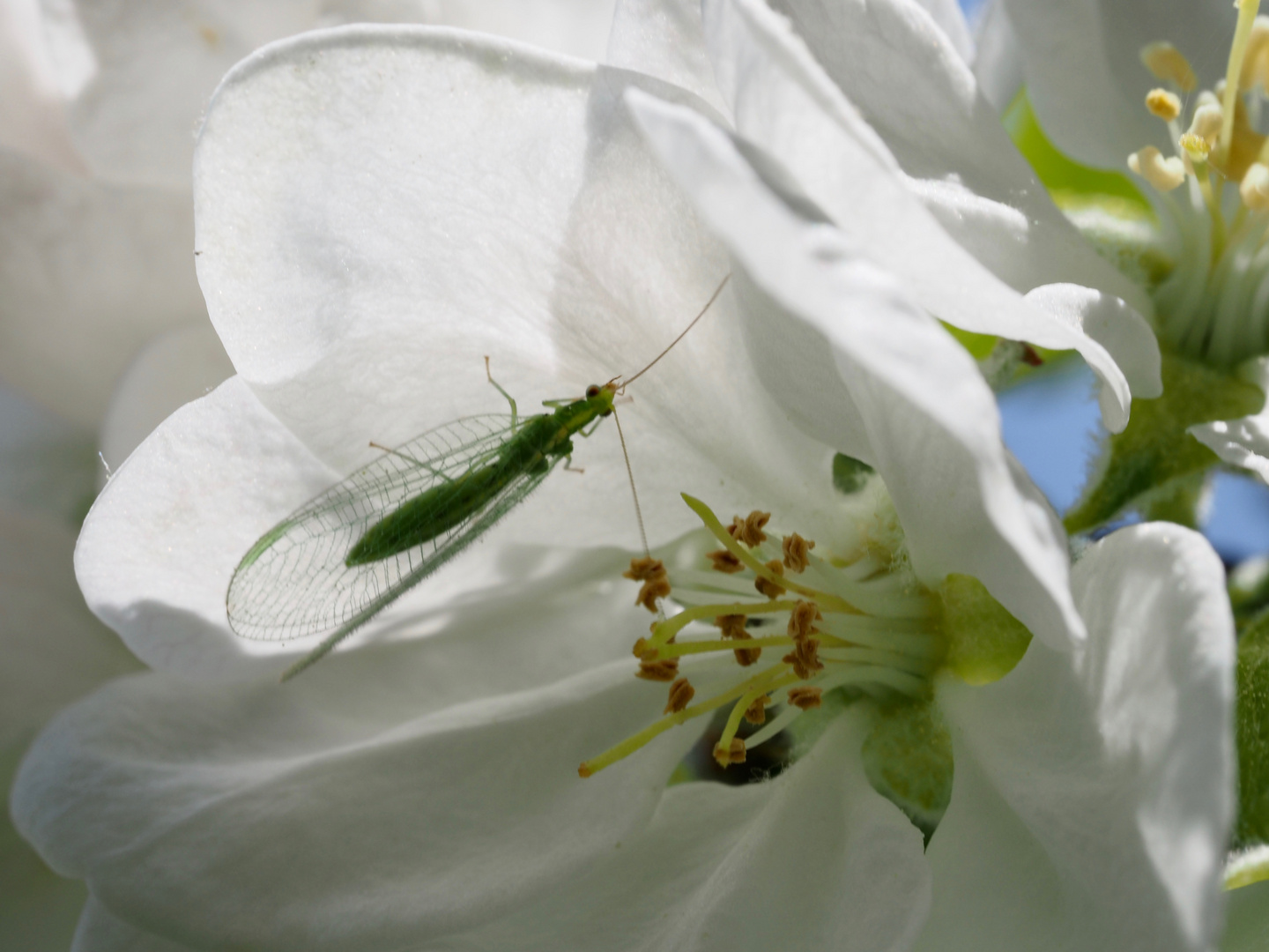 Apfelblüte mit Florfliege