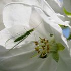 Apfelblüte mit Florfliege