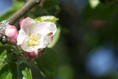 Apfelblüte mit Gast